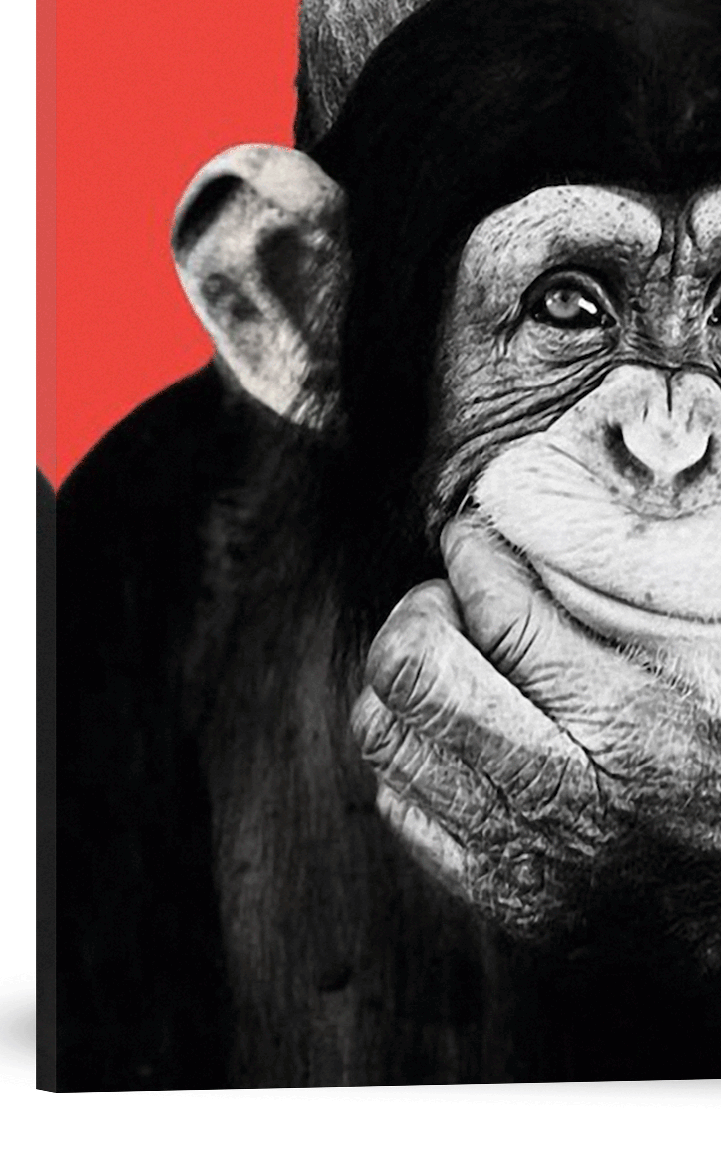 CHIMPANCÉS POP ART