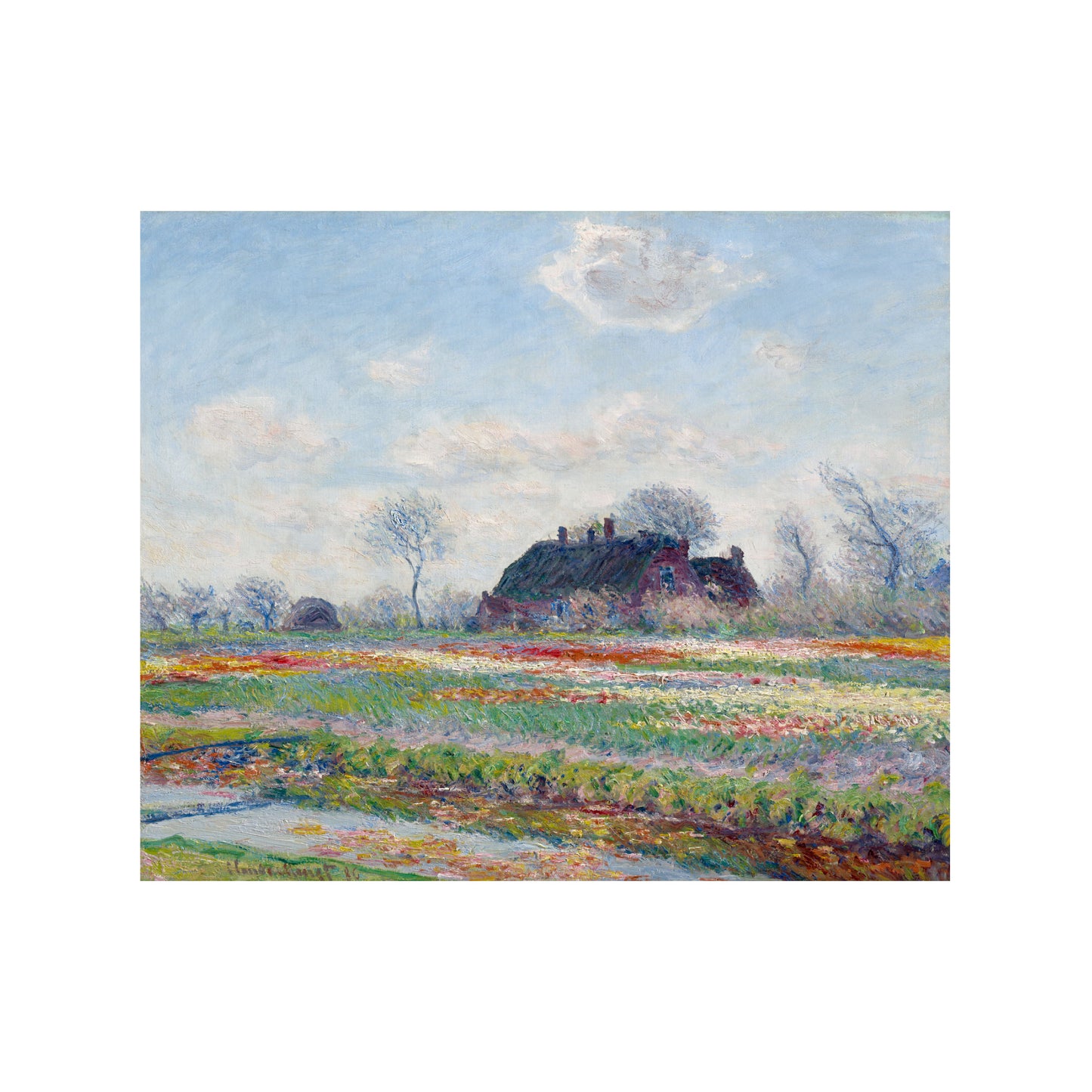 CAMPOS DE TULIPANES