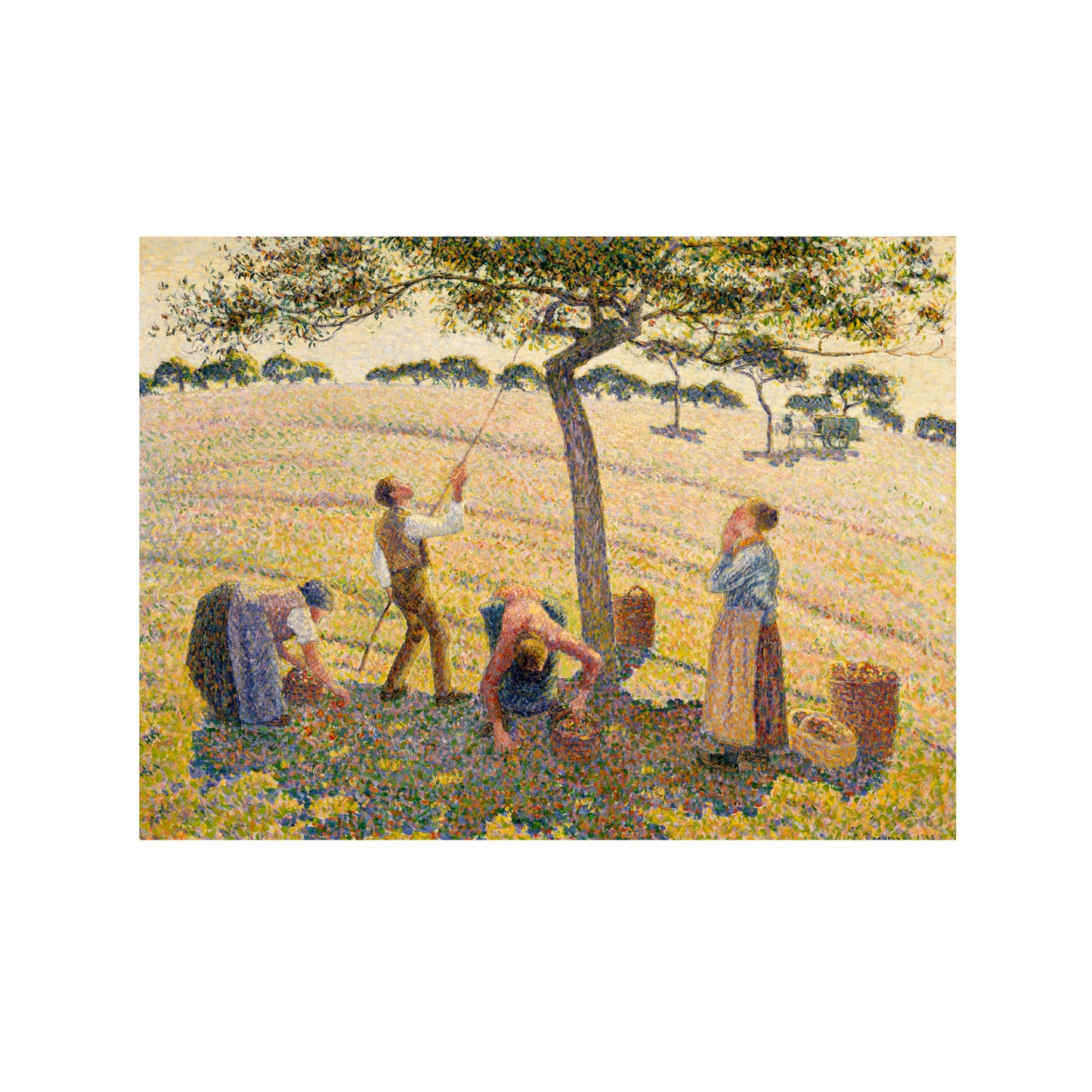 LA COSECHA DE MANZANAS