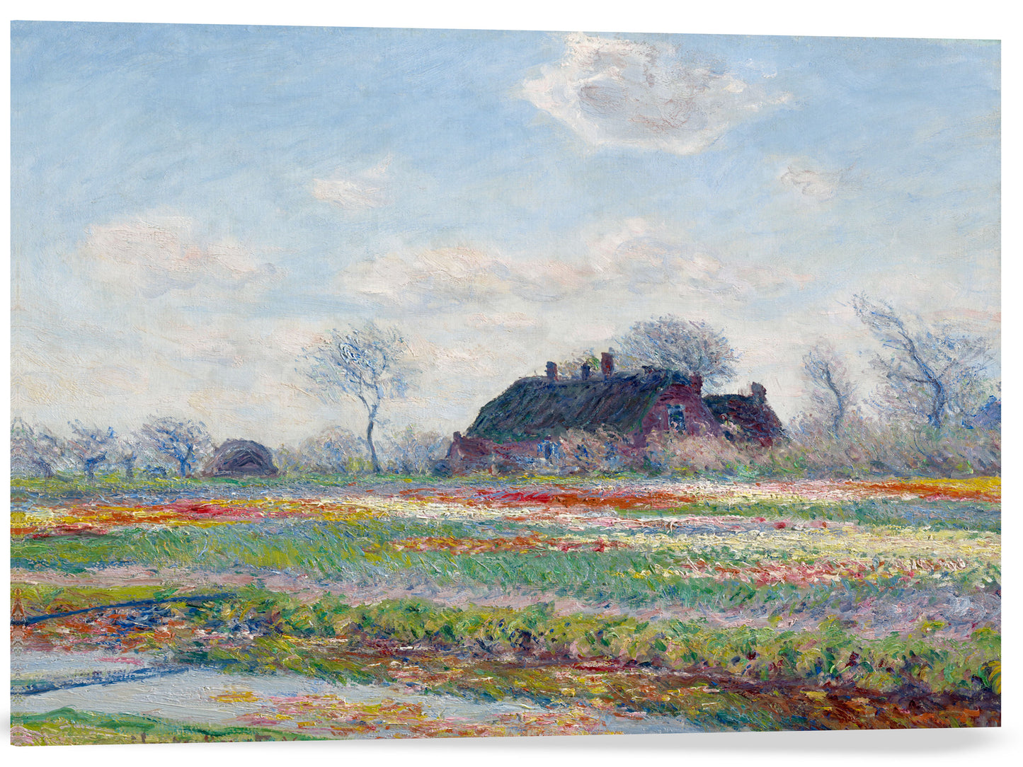 CAMPOS DE TULIPANES