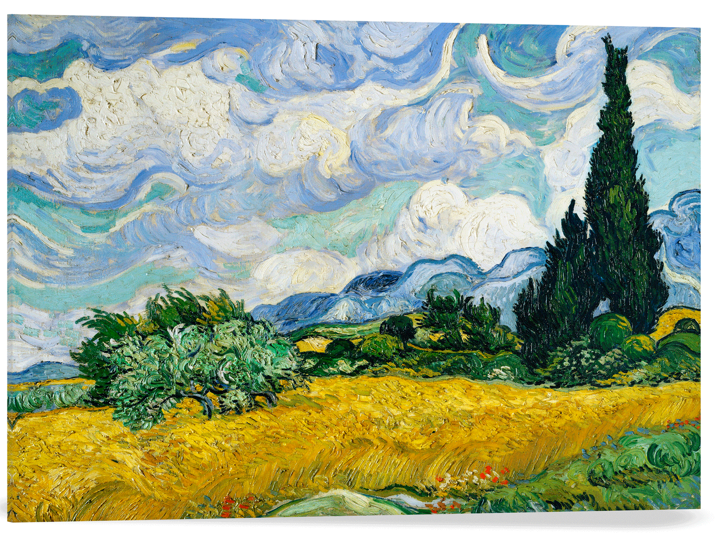 CAMPO DE TRIGO CON CIPRESES