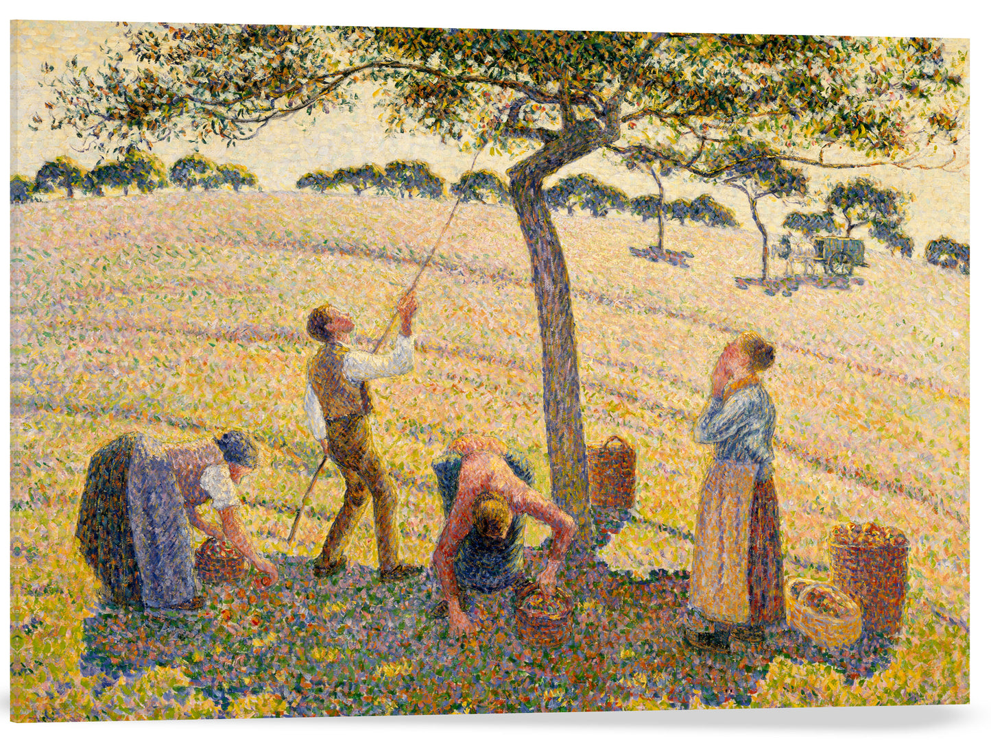 LA COSECHA DE MANZANAS
