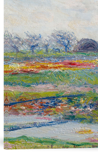 CAMPOS DE TULIPANES