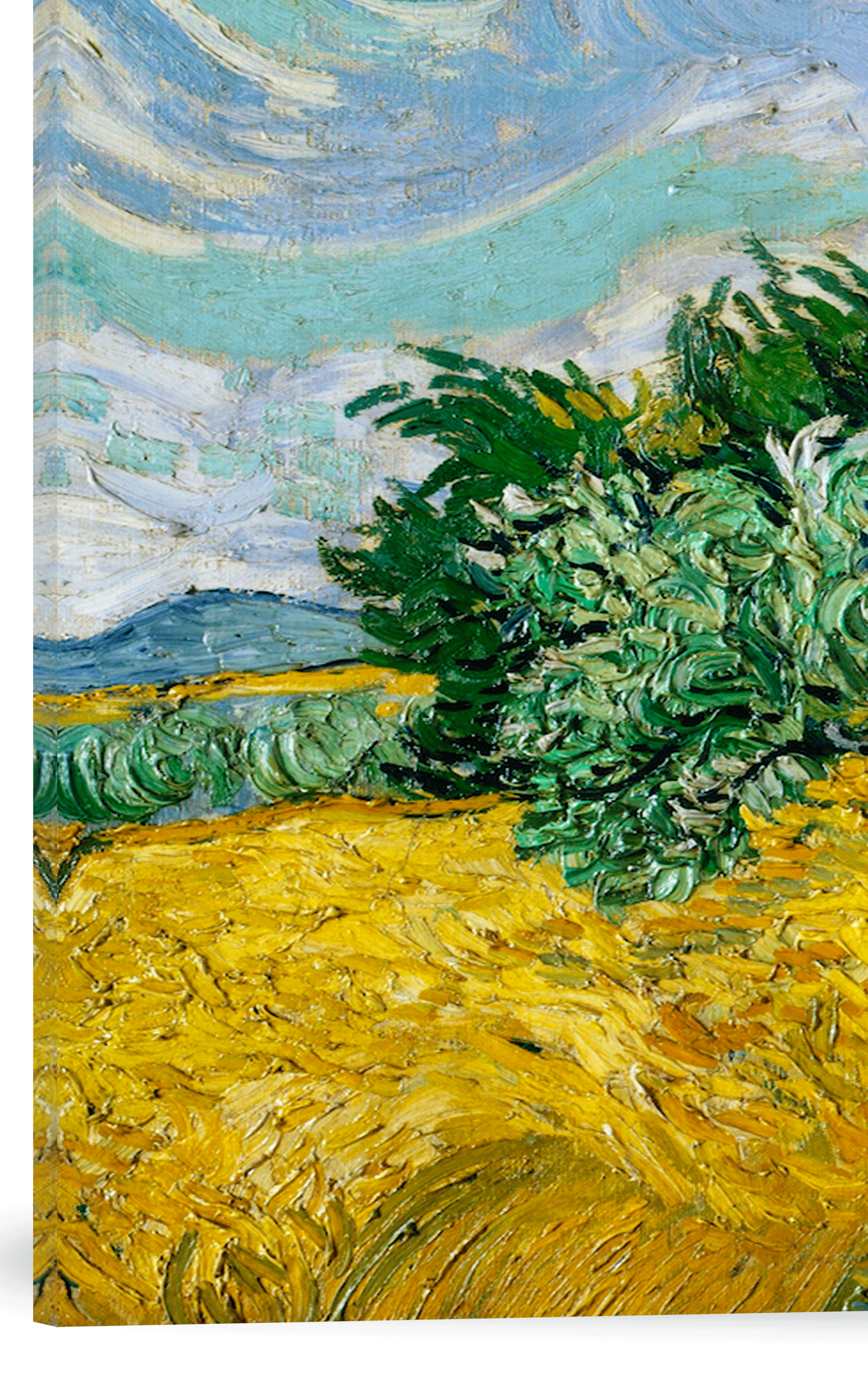 CAMPO DE TRIGO CON CIPRESES