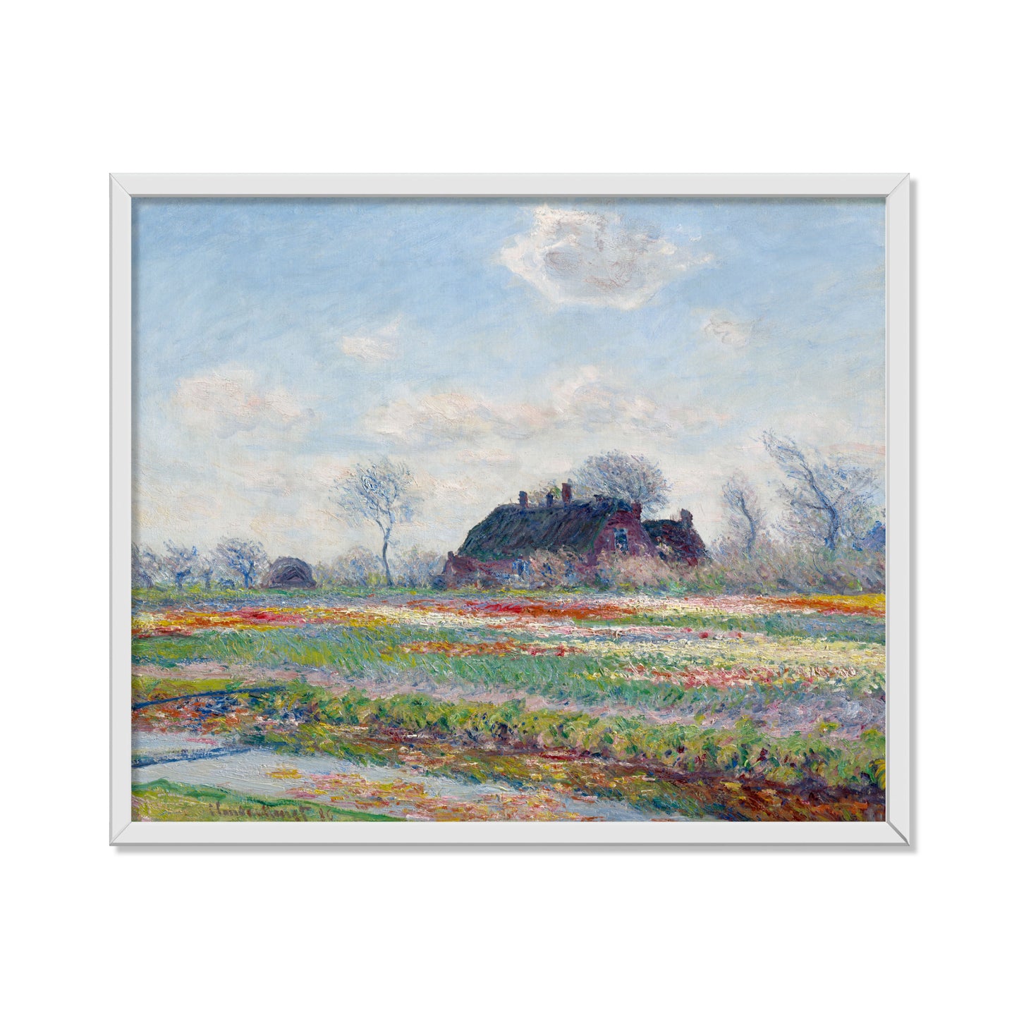 CAMPOS DE TULIPANES