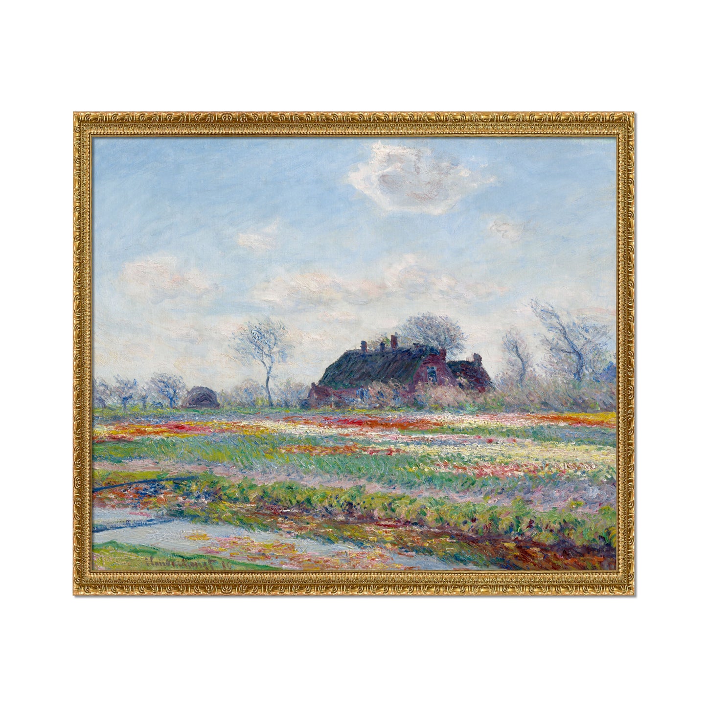 CAMPOS DE TULIPANES