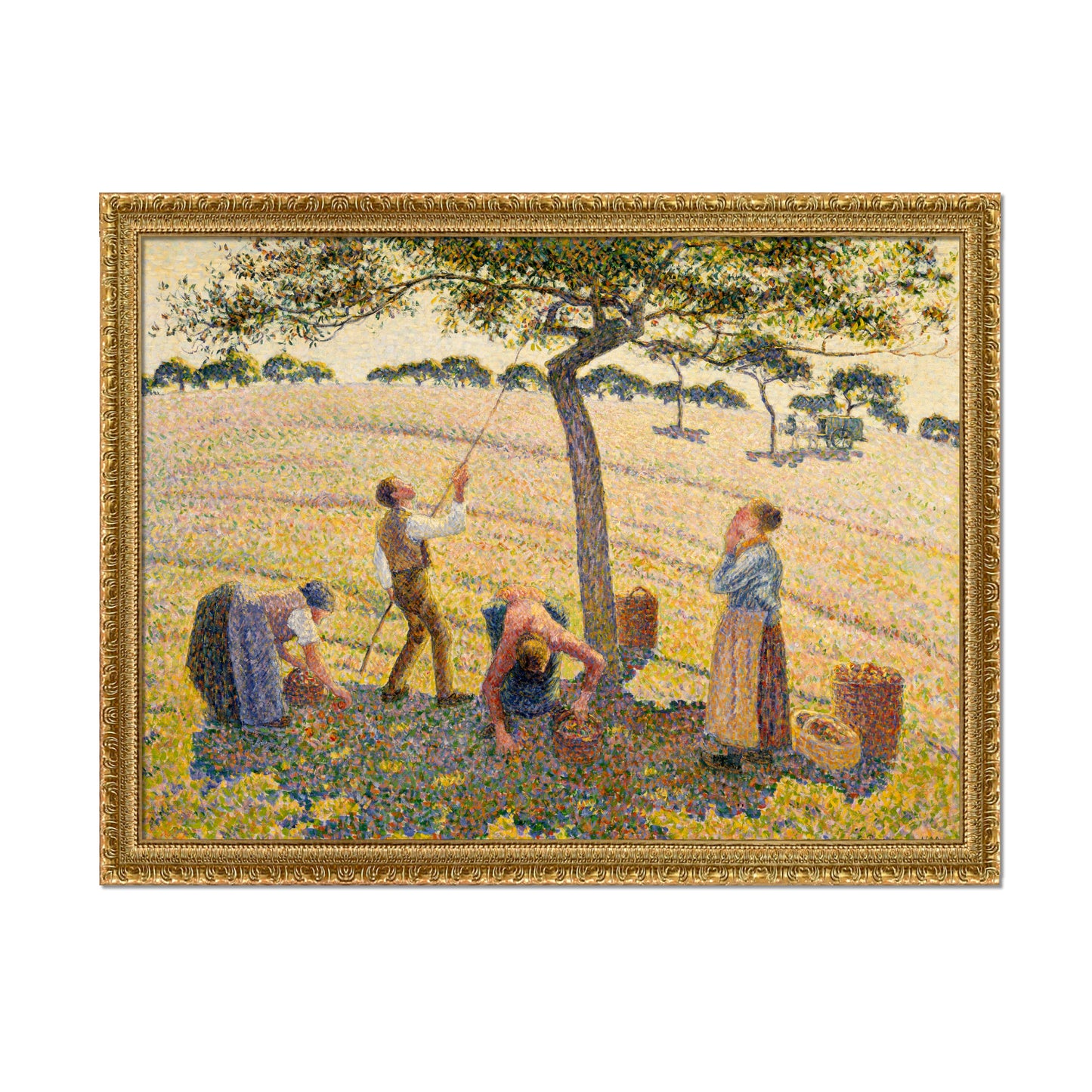 LA COSECHA DE MANZANAS