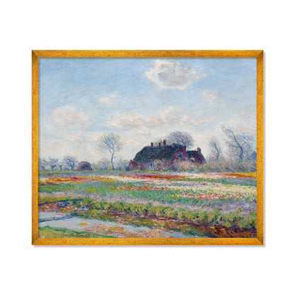 CAMPOS DE TULIPANES