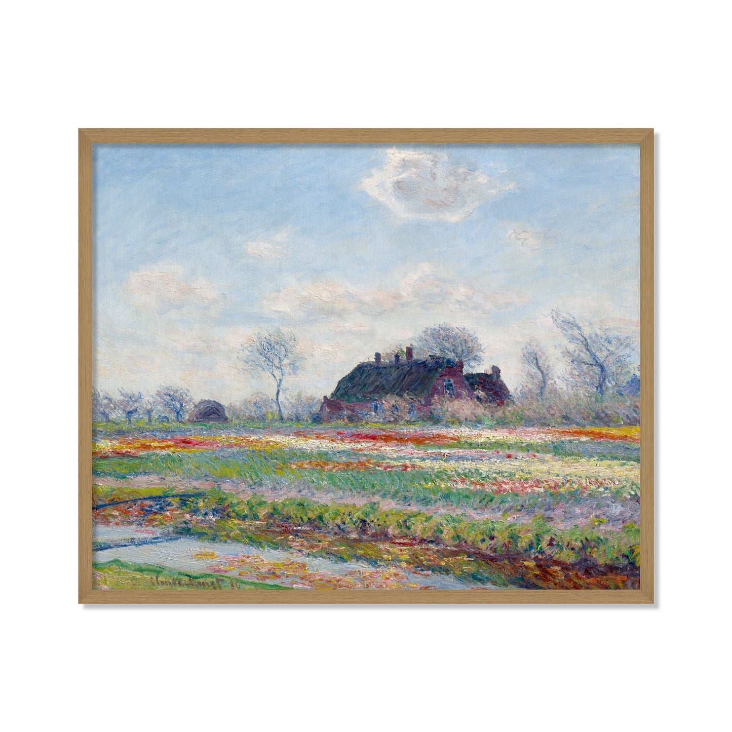 CAMPOS DE TULIPANES