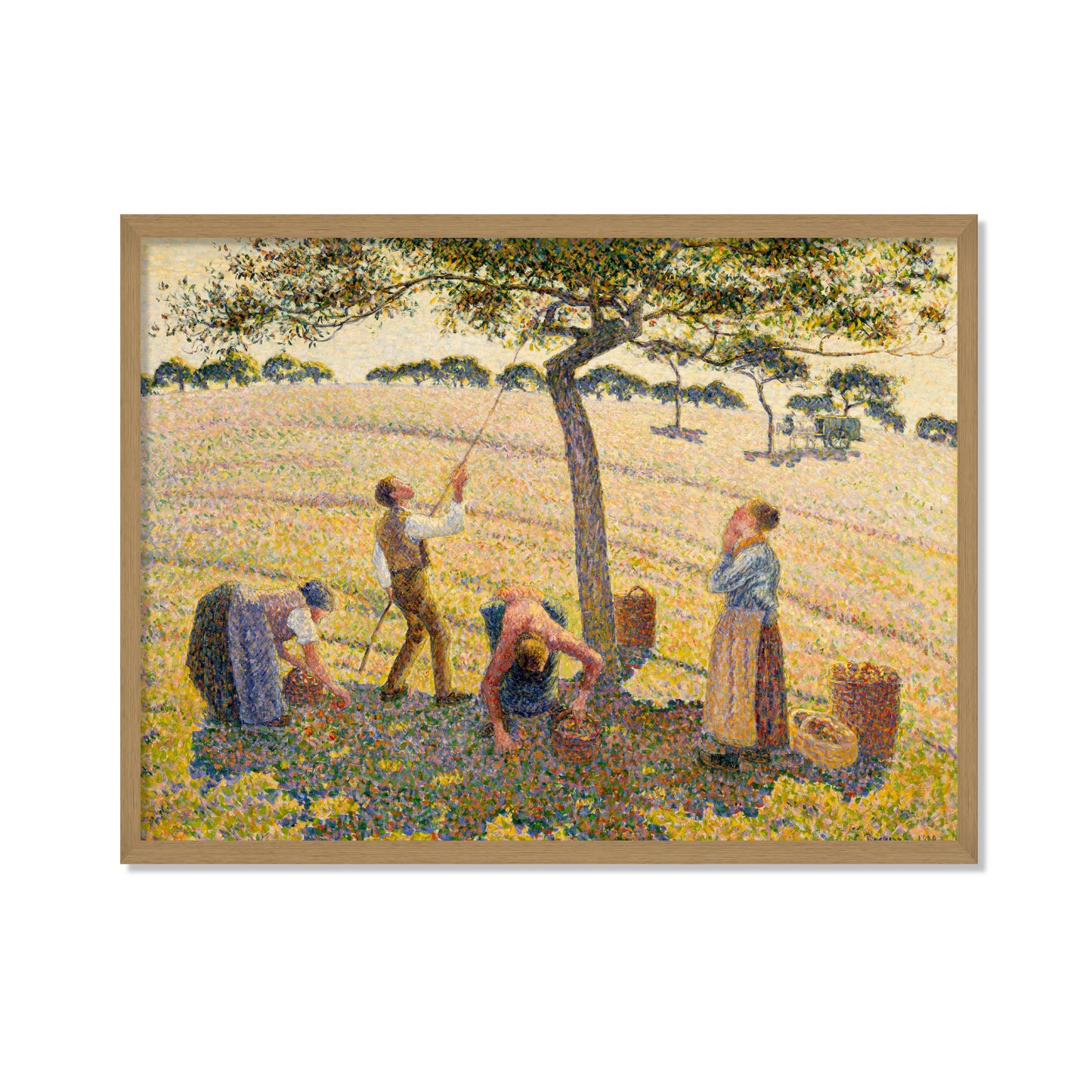 LA COSECHA DE MANZANAS
