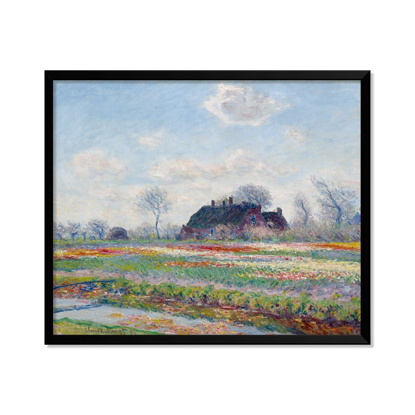 CAMPOS DE TULIPANES