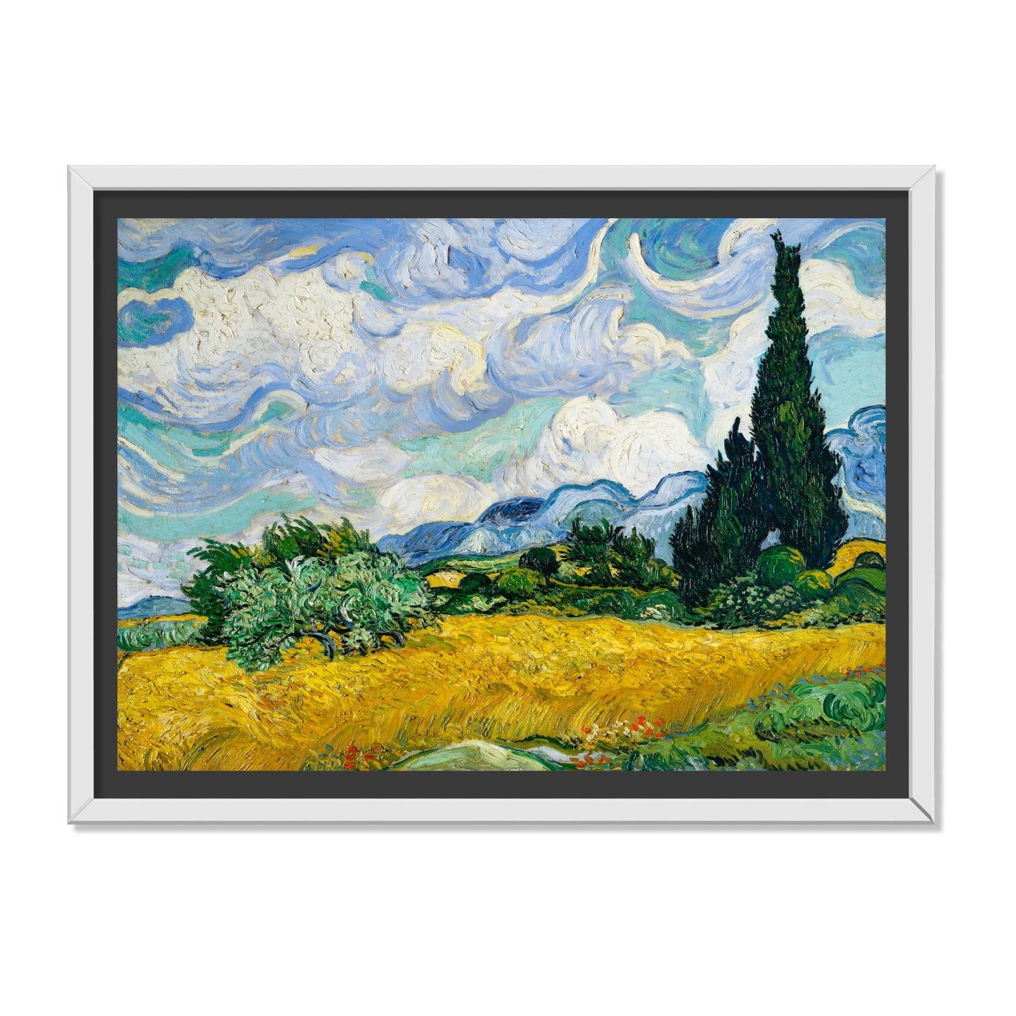 CAMPO DE TRIGO CON CIPRESES