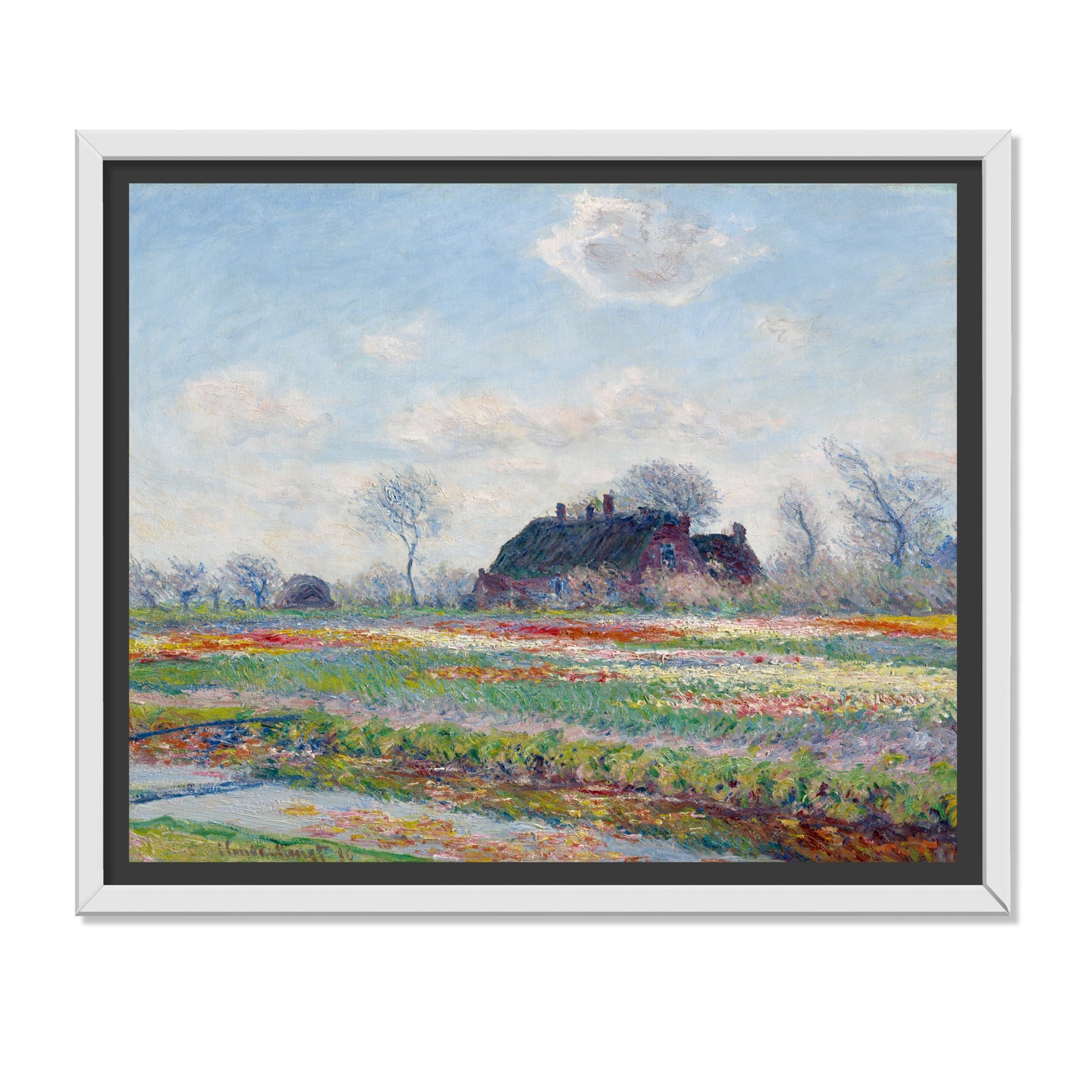 CAMPOS DE TULIPANES