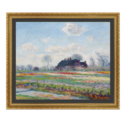 CAMPOS DE TULIPANES