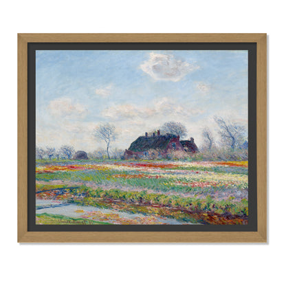 CAMPOS DE TULIPANES