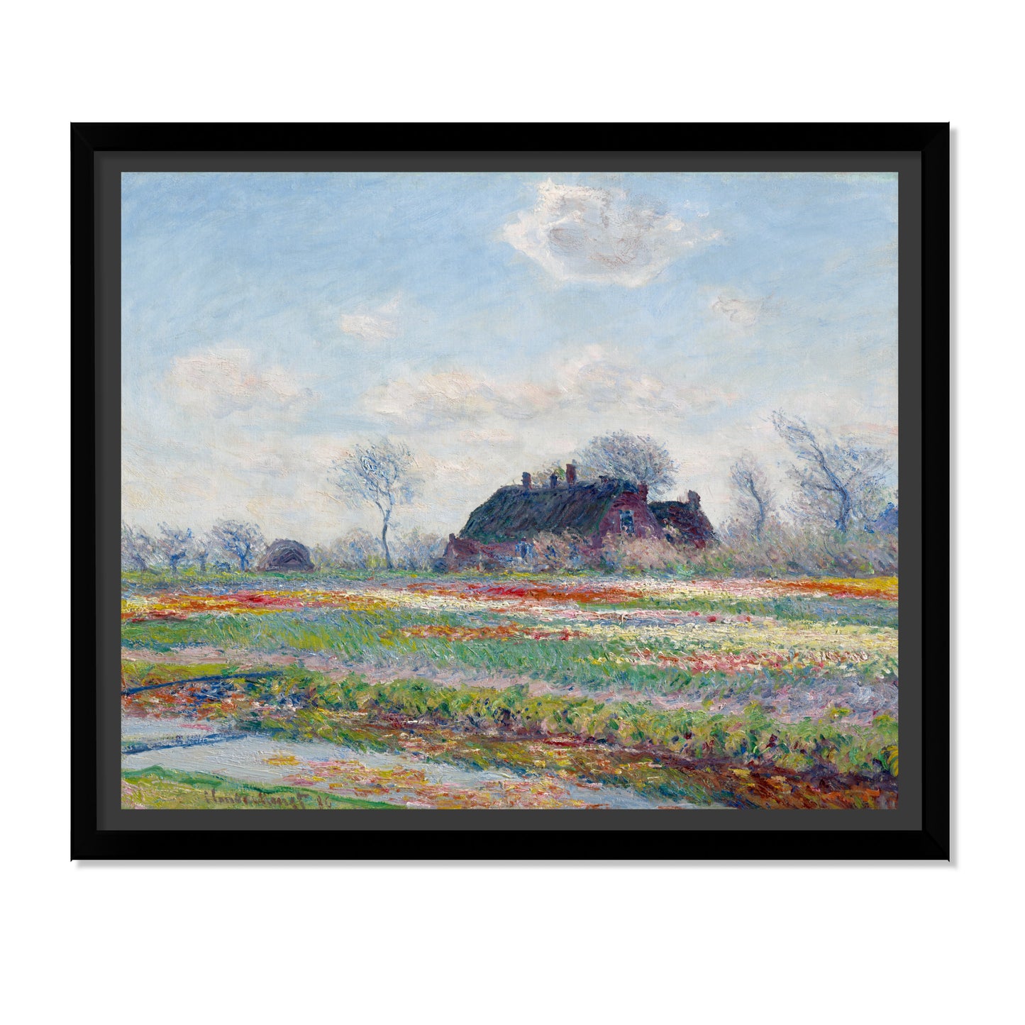 CAMPOS DE TULIPANES
